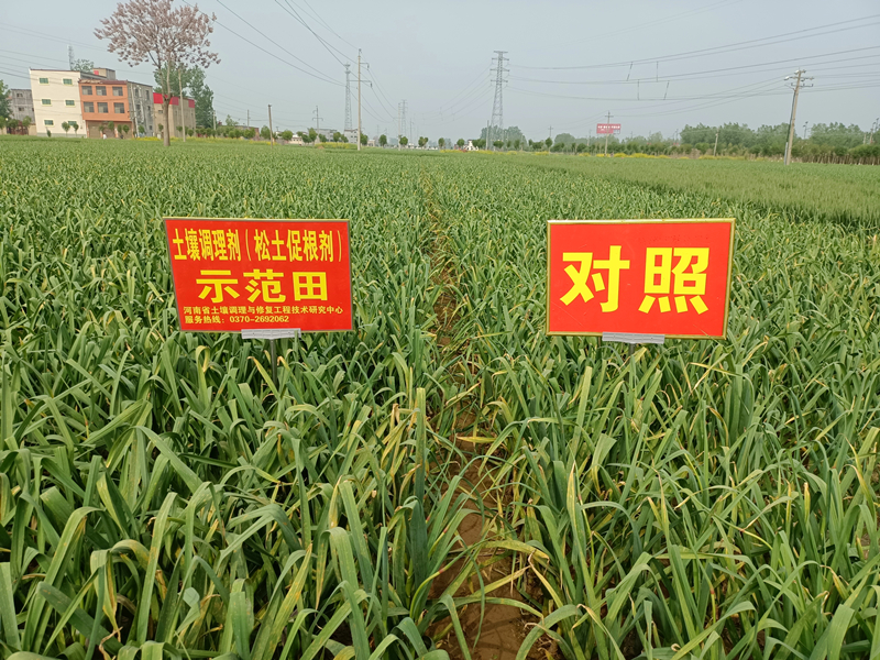 大蒜施用松土促根剂，效果怎么样？