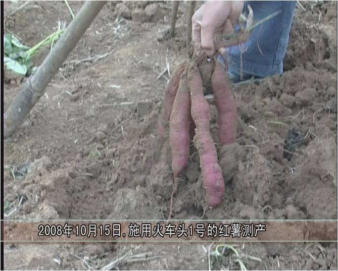 2008年，睢阳区冯桥乡松土促根剂在红薯试验对比