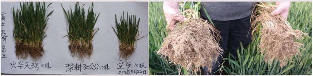 2008年，睢阳区冯桥乡松土促根剂在小麦试验对比