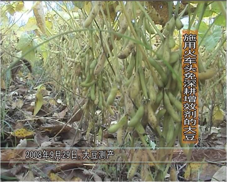 2008年，睢阳区冯桥乡松土促根剂在大豆试验对比