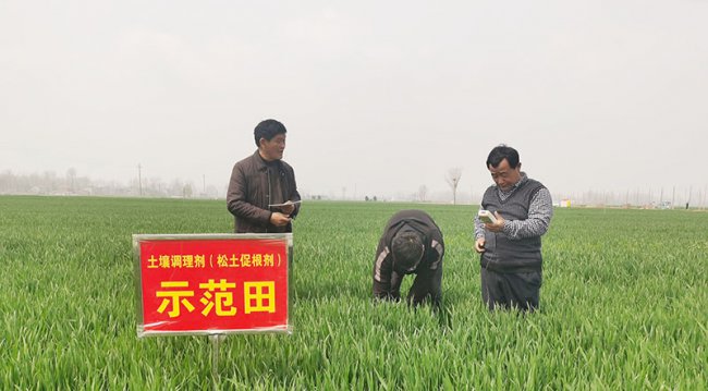 高标准农田小麦施用松土促根剂跟踪调查工作全面开展